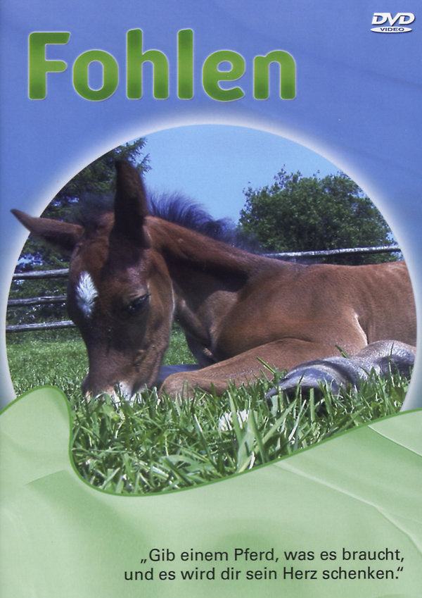 Fohlen